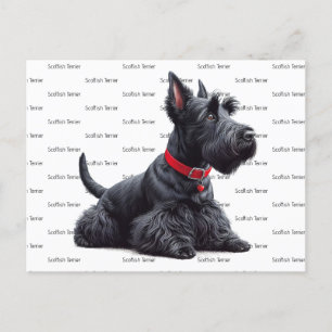 Scottish Terrier in Postcard