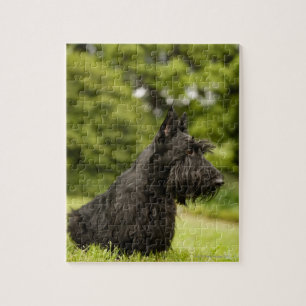 Scottish Terrier Jigsaw Puzzle