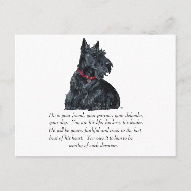 Scottish Terrier Keepsake - MALE Dog Postcard (Front)
