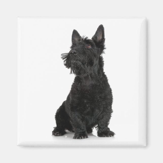 Scottish Terrier Magnet (Devant)