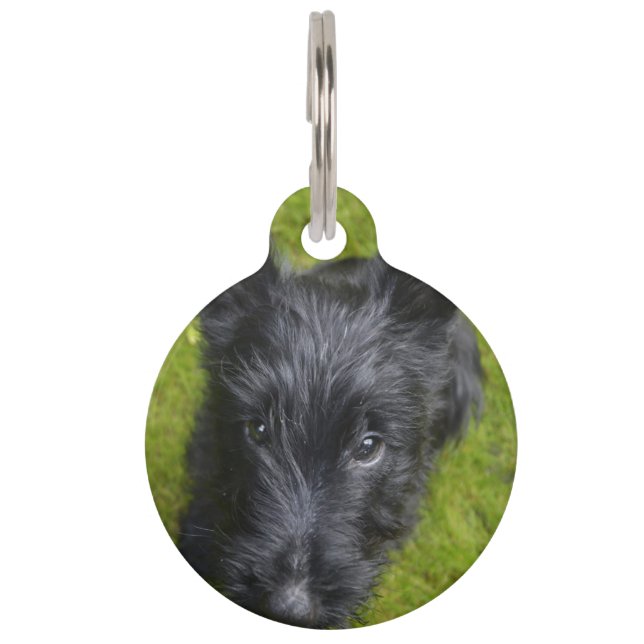 Scottish Terrier. Pet Tag (Front)