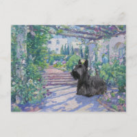 Scottish Terrier Post Card