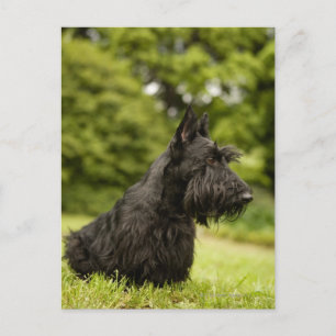 Scottish Terrier Postcard