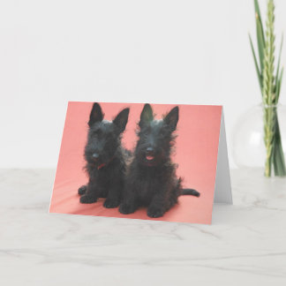 Scottish Terrier puppies greeting cards
