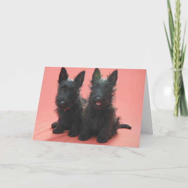 Scottish Terrier puppies greeting cards (Front)