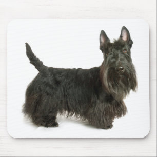 Scottish Terrier Puppy Dog Mousepad