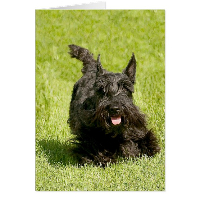 Scottish Terrier Running Gratuit (Devant)
