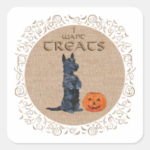 Scottish Terrier Sits Up for Treats! Square Sticker