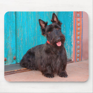 Scottish Terrier sitting by colourful doorway Mouse Pad