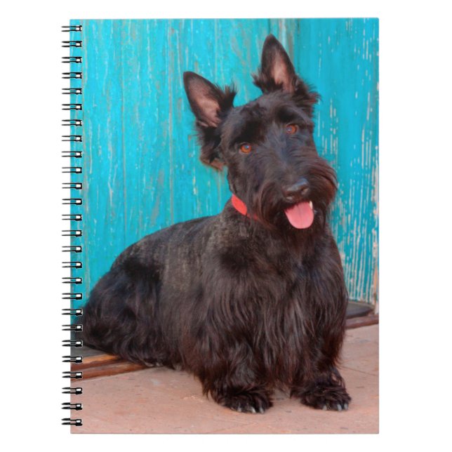 Scottish Terrier sitting by colourful doorway Notebook (Front)