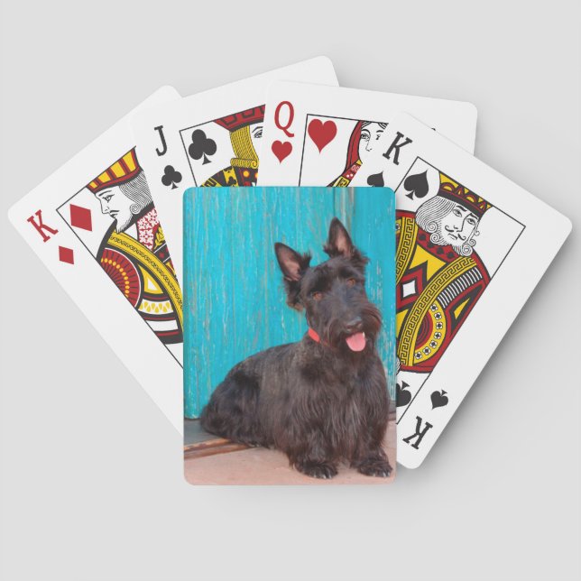 Scottish Terrier sitting by colourful doorway Playing Cards (Back)