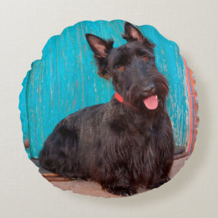 Scottish Terrier sitting by colourful doorway Round Pillow
