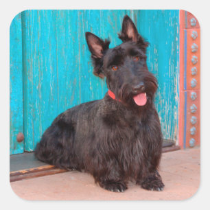 Scottish Terrier sitting by colourful doorway Square Sticker