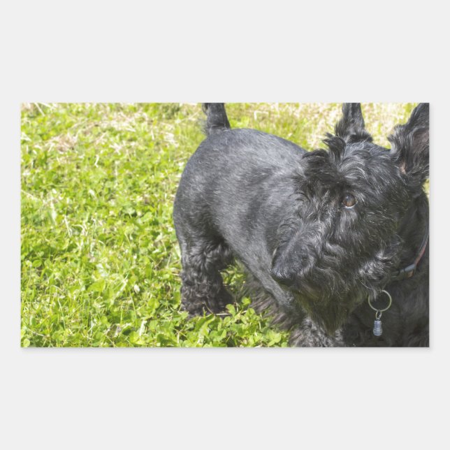 Scottish Terrier Sticker (Front)