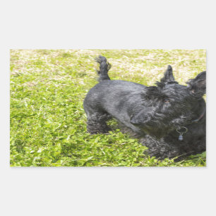 Scottish Terrier Sticker