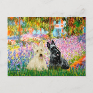 Scottish Terrier (two BW) - Garden Postcard