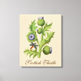 Scottish Thistle Botanical Canvas Print