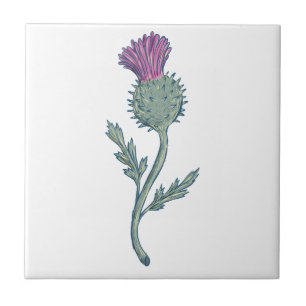 Scottish Thistle Drawing Tile