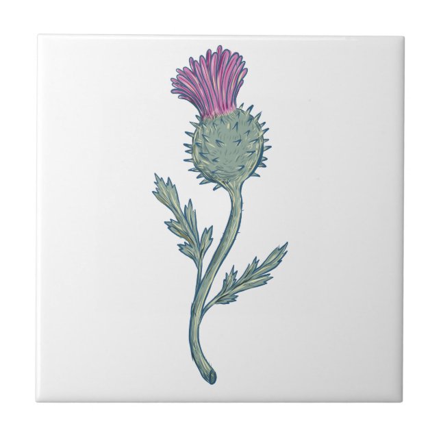 Scottish Thistle Drawing Tile (Front)