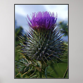 Scottish Thistle Fine Art Photography Poster