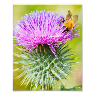 Scottish Thistle Photo Print