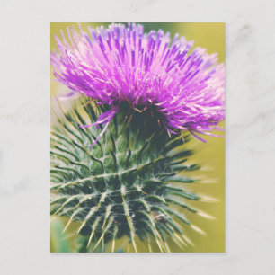 Scottish Thistle Postcard
