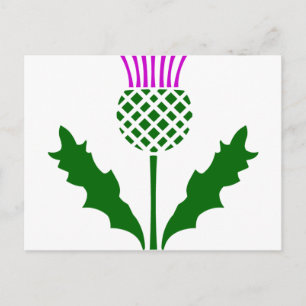 Scottish Thistle Postcard