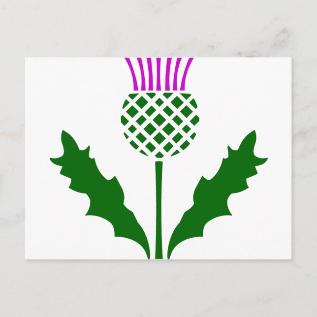 Scottish Thistle Postcard (Front)