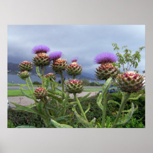 Scottish thistle poster