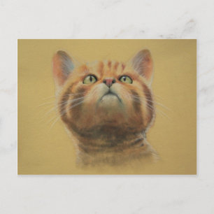 Scottish Wildcat Postcard