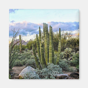 Scottsdale Succulent Sunset ( no text ) Magnet