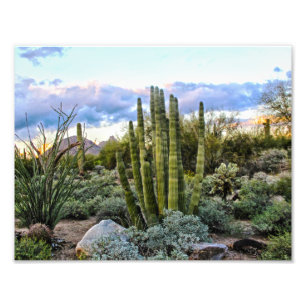 Scottsdale Succulent Sunset Photo Print