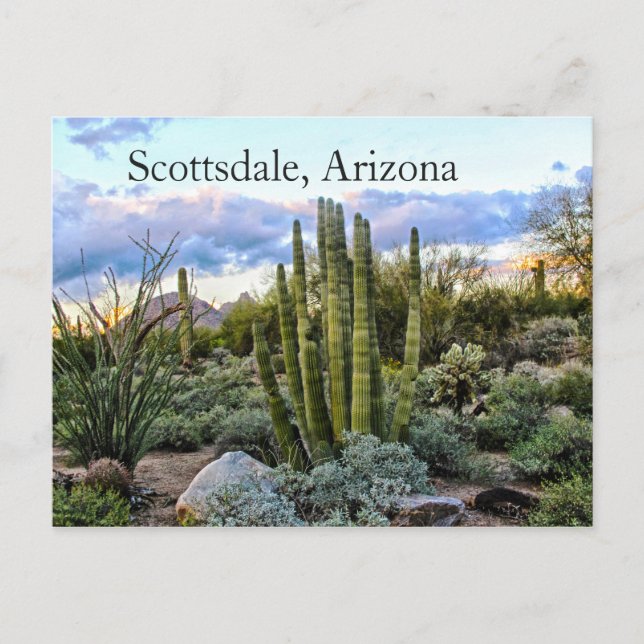 Scottsdale Succulent Sunset Postcard (Front)