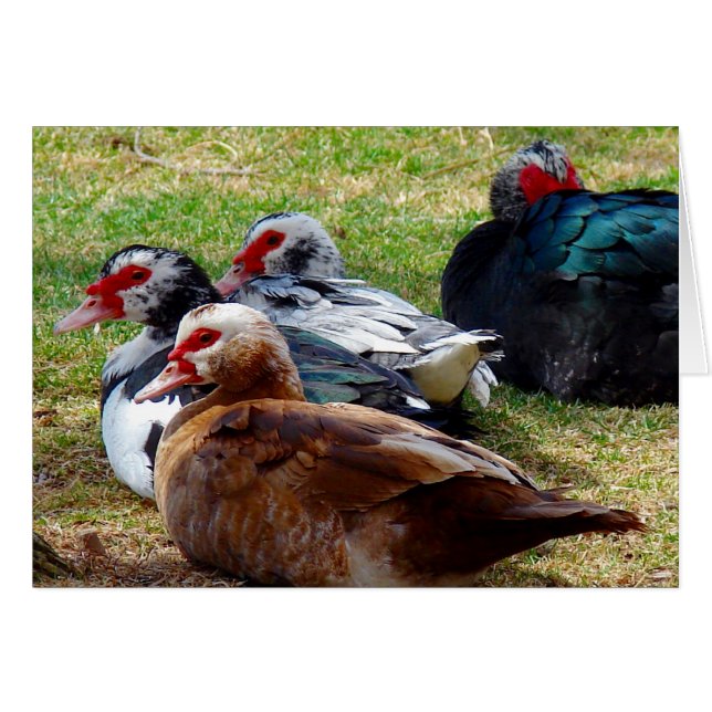 Scovies (Front Horizontal)