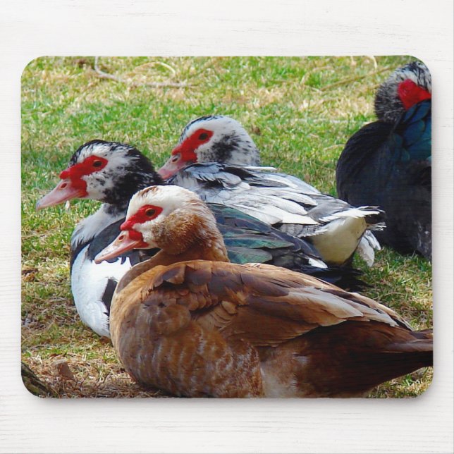 Scovies Mouse Pad (Front)