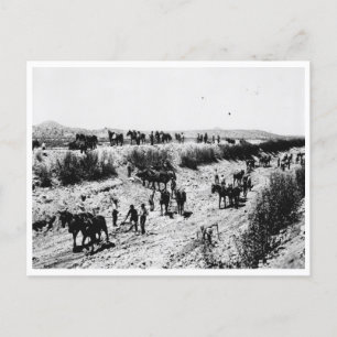Scraping The Arizona Canal Postcard