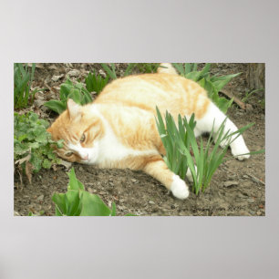 Scrapper in the garden poster