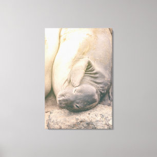 Scratching  canvas print