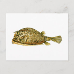 Scrawled Cowfish Postcard