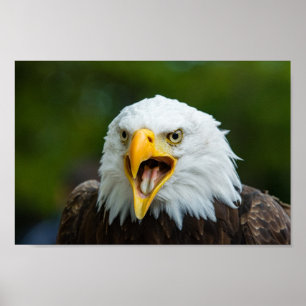 Screaming Bald Eagle  Poster