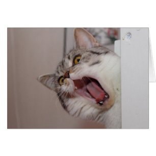 Screaming British Shorthair