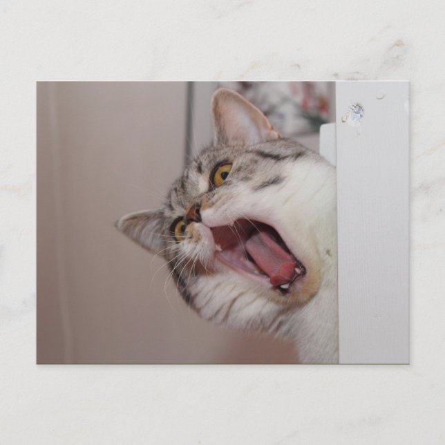 Screaming British Shorthair Postcard (Front)