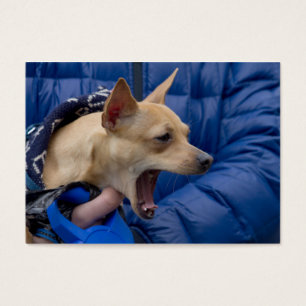 Screaming Chihuahua