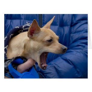 Screaming Chihuahua