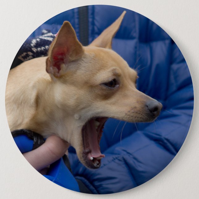 Screaming Chihuahua 6 Inch Round Button (Front)