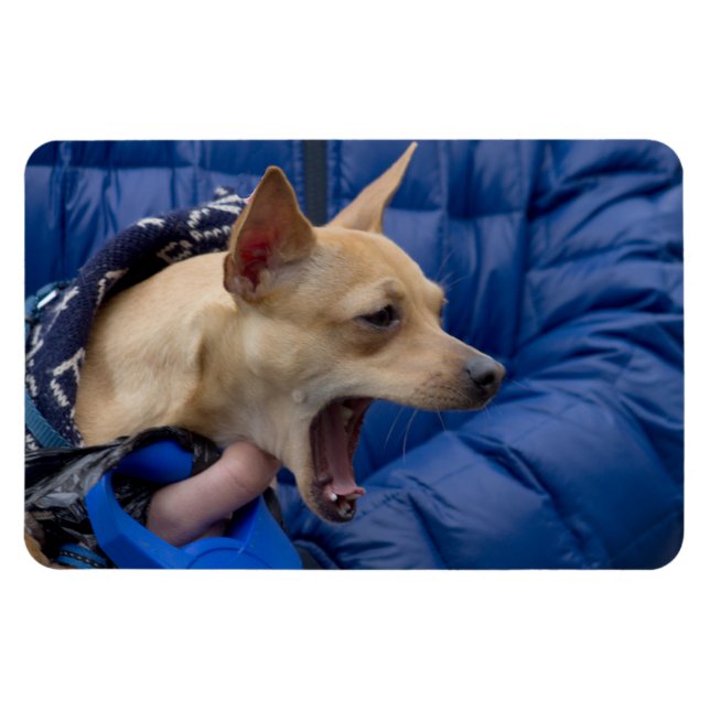 Screaming Chihuahua Magnet (Horizontal)