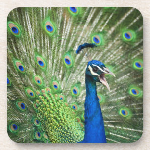 Screaming peacock coaster