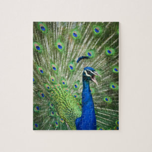 Screaming peacock jigsaw puzzle
