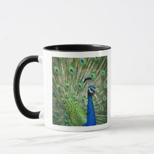 Screaming peacock mug