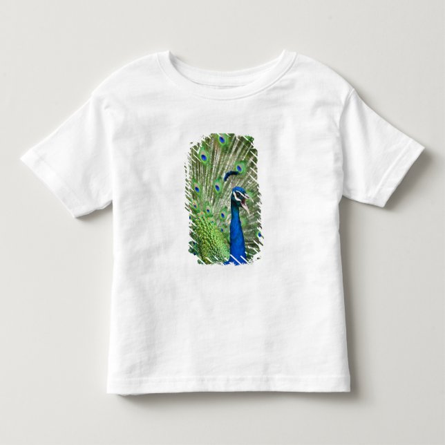 Screaming peacock toddler t-shirt (Front)